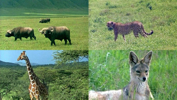 Lebensraum-Nationalpark-Ostafrika-Suedafrika-Bild-1