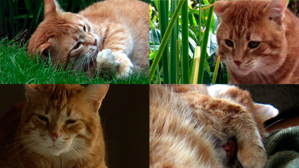 Mein-Kater-Tiger-Und-Die-Jahreszeiten-Bild-1