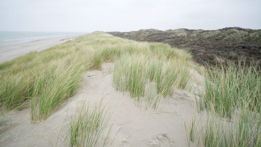 Duenen
