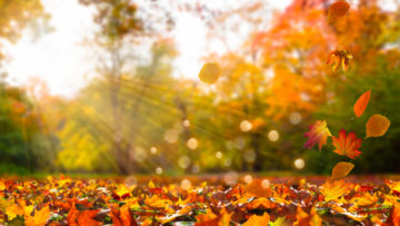 Herbst Herbst Blätter