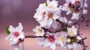 Frühling Beitragsbild