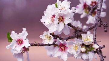 Frühling Beitragsbild